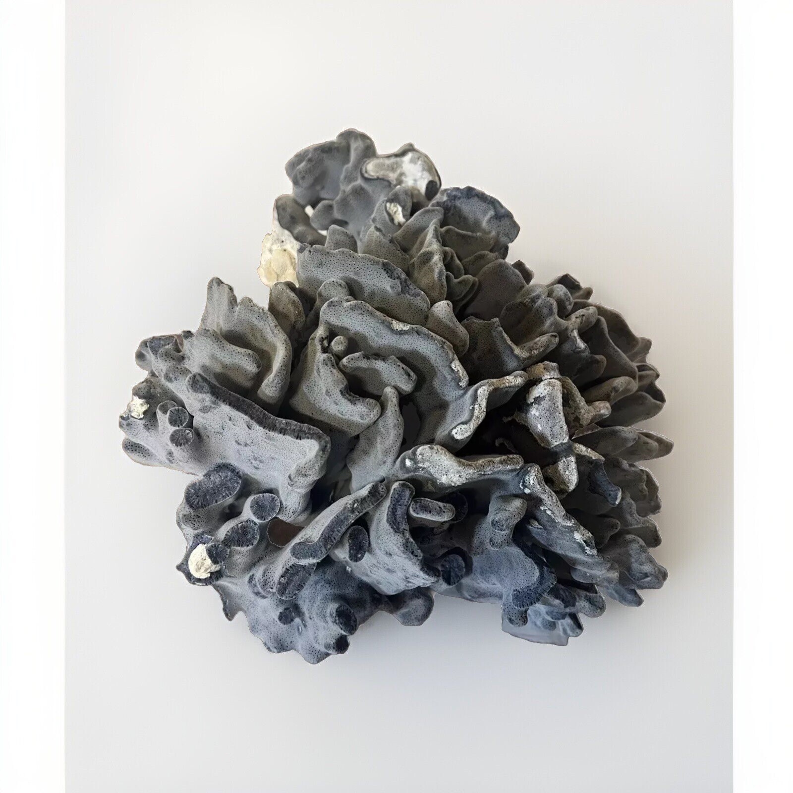 Natural Real Blue Ridge Coral Huge Specimen Shell 12x12x10 Nautical Home Decor