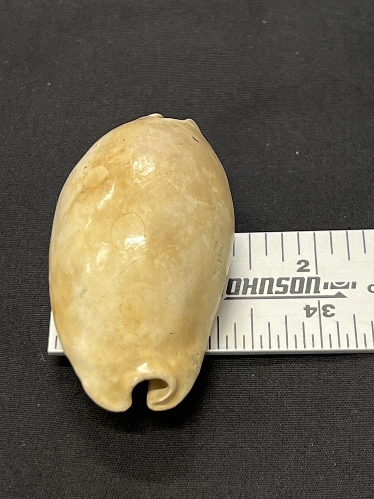 EXTINCT Fossilized COWRIE Shell From Central Florida - Pliocene Era.