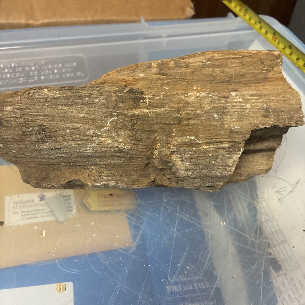 petrified wood rough