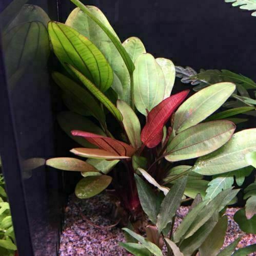 Amazon Sword Echinodorus (Red Pearl) Medium