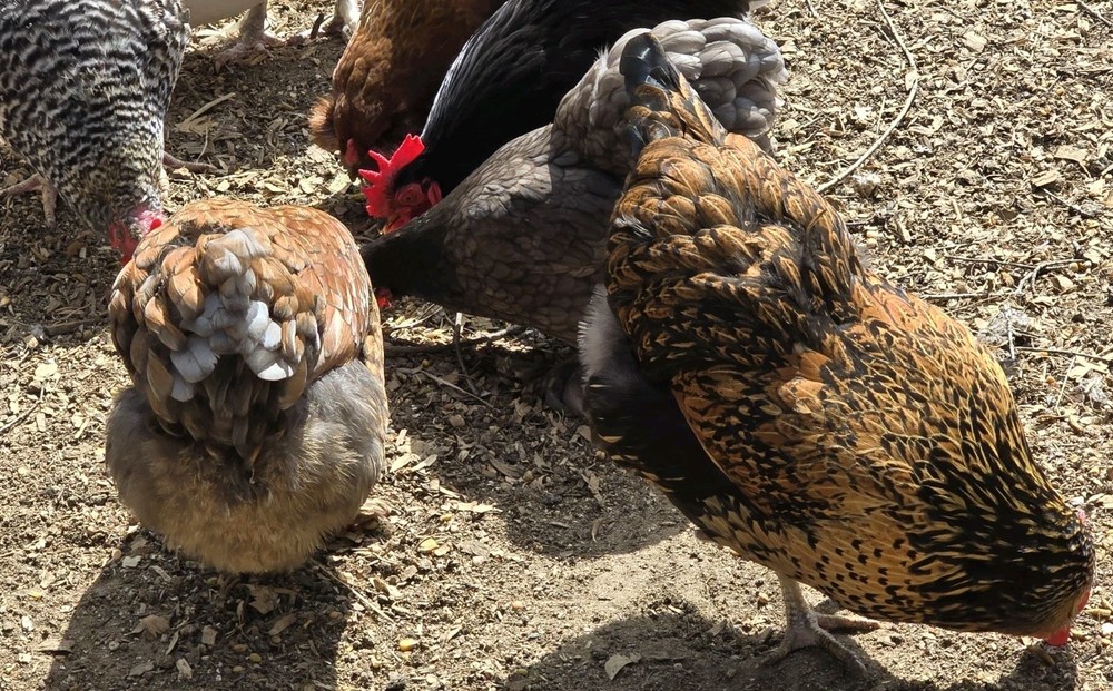 Chicken Hatching