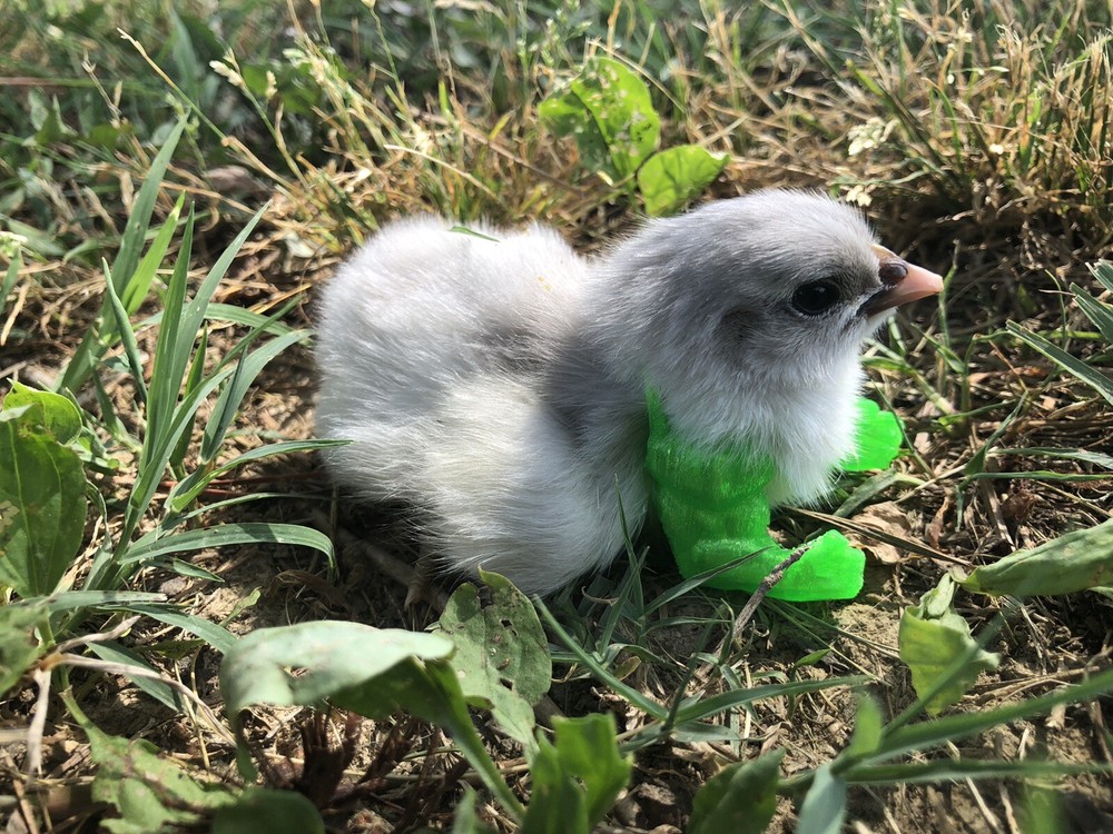 tiny hulk arms for baby chicks or small birds