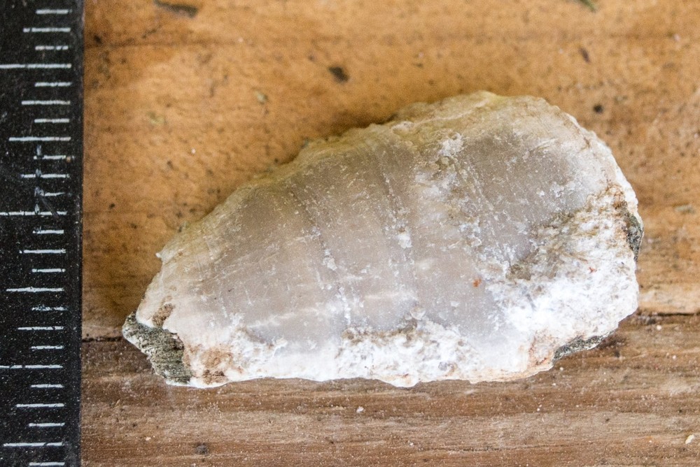 NE Oklahoma Fossil