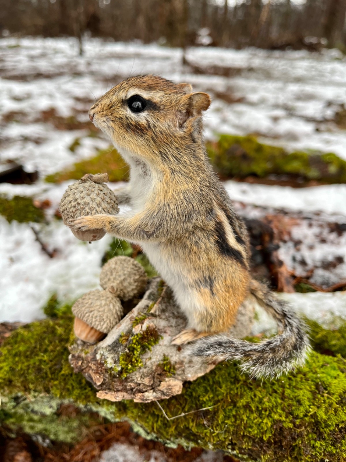 Chipmunk Taxidermy, Eastern Chipmunk Mount, Squirrel Taxidermy, Nature,Gift! NEW