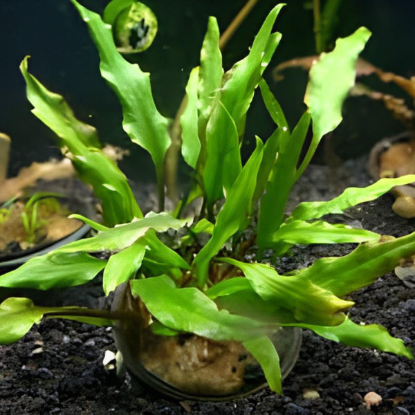 Premium Assorted Green Plant Pack - 6 Pack
