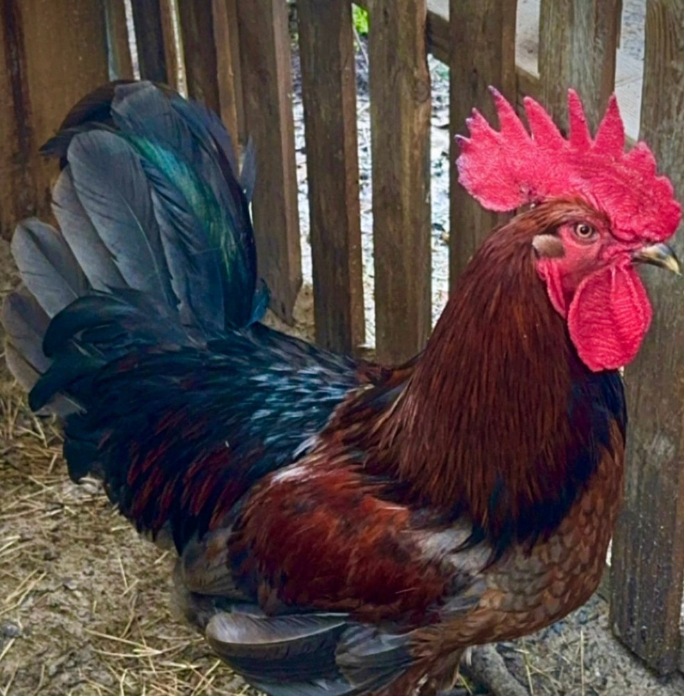 Ameraucana Black Copper Easter Egger Hatching Eggs | Blue Green Olive | Fertile