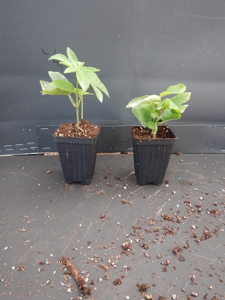 Vine Red Vitifolia Passiflora Passion Fruit "STARTER" Plant