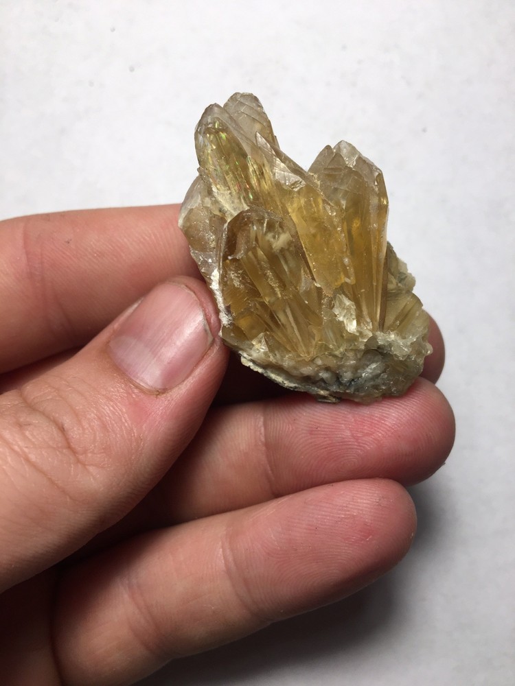Fossil Clam Shell Calcite Crystals Fluorescent Cluster Rainbow From Rucks Pit FL
