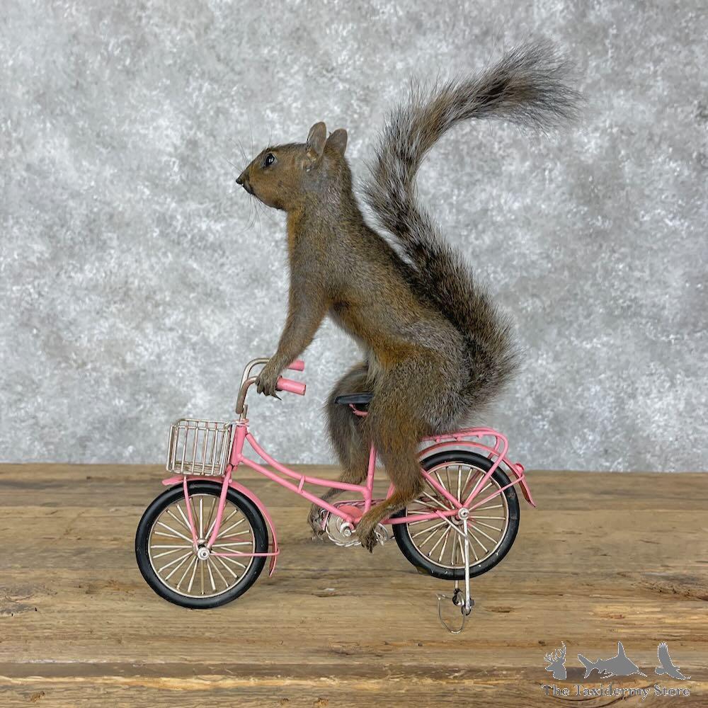 #28362 E | Novelty Grey Squirrel Taxidermy Mount For Sale