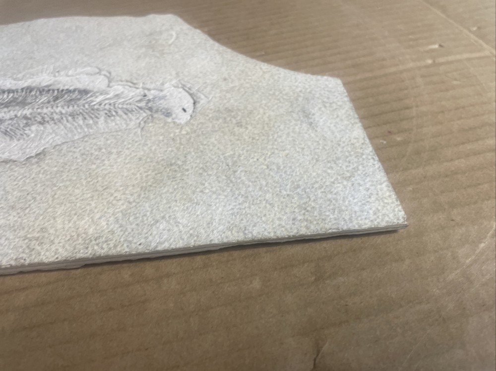 Fossil Fish 8.5 X 10.5