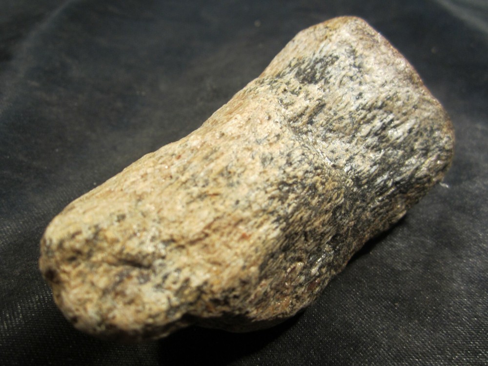 Dinosaur Bone Mosasaur Bone Ozan Formation Texas, US