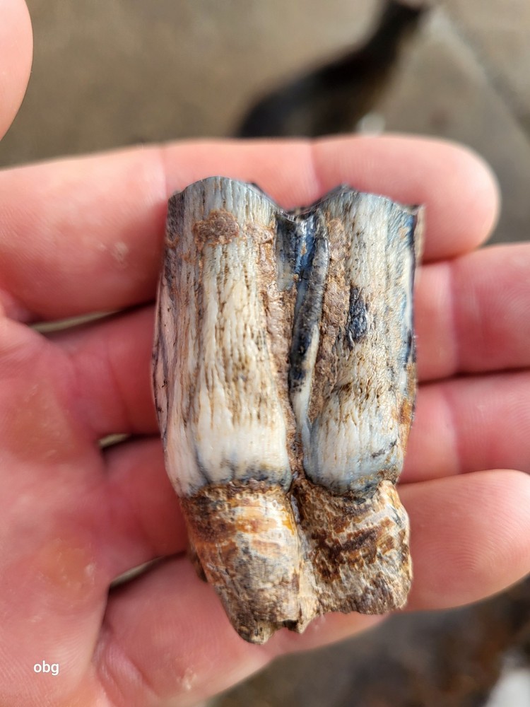 Historic bison tooth with blue vivianite  permineralization