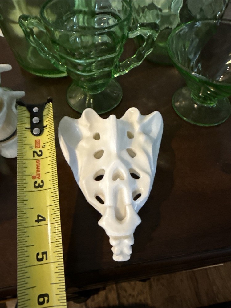 Anatomically Correct Human Coccyx Bone Model Geigy Pharma Look