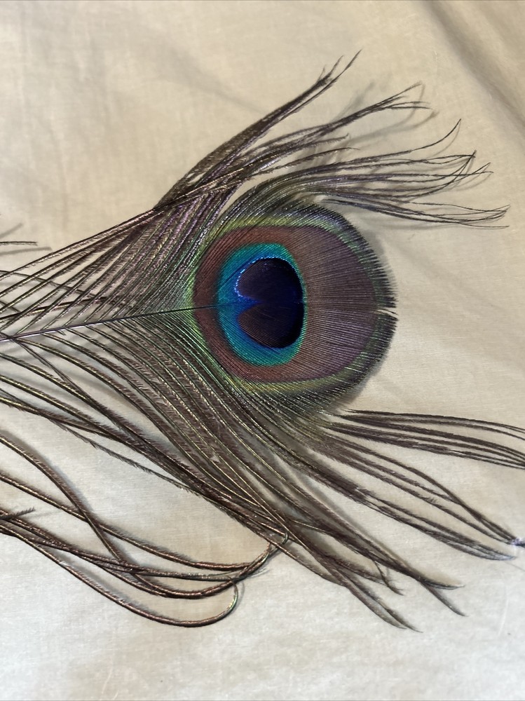 40 Long Peacock Feathers