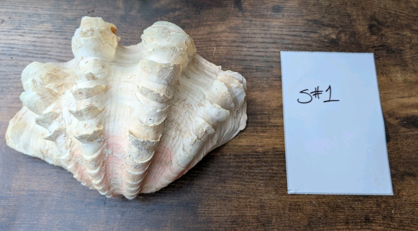 Large TRIDACNA SQUAMOSA Fluted Giant Clam Shell HALF 9x 6" Pink Tones. Beautiful