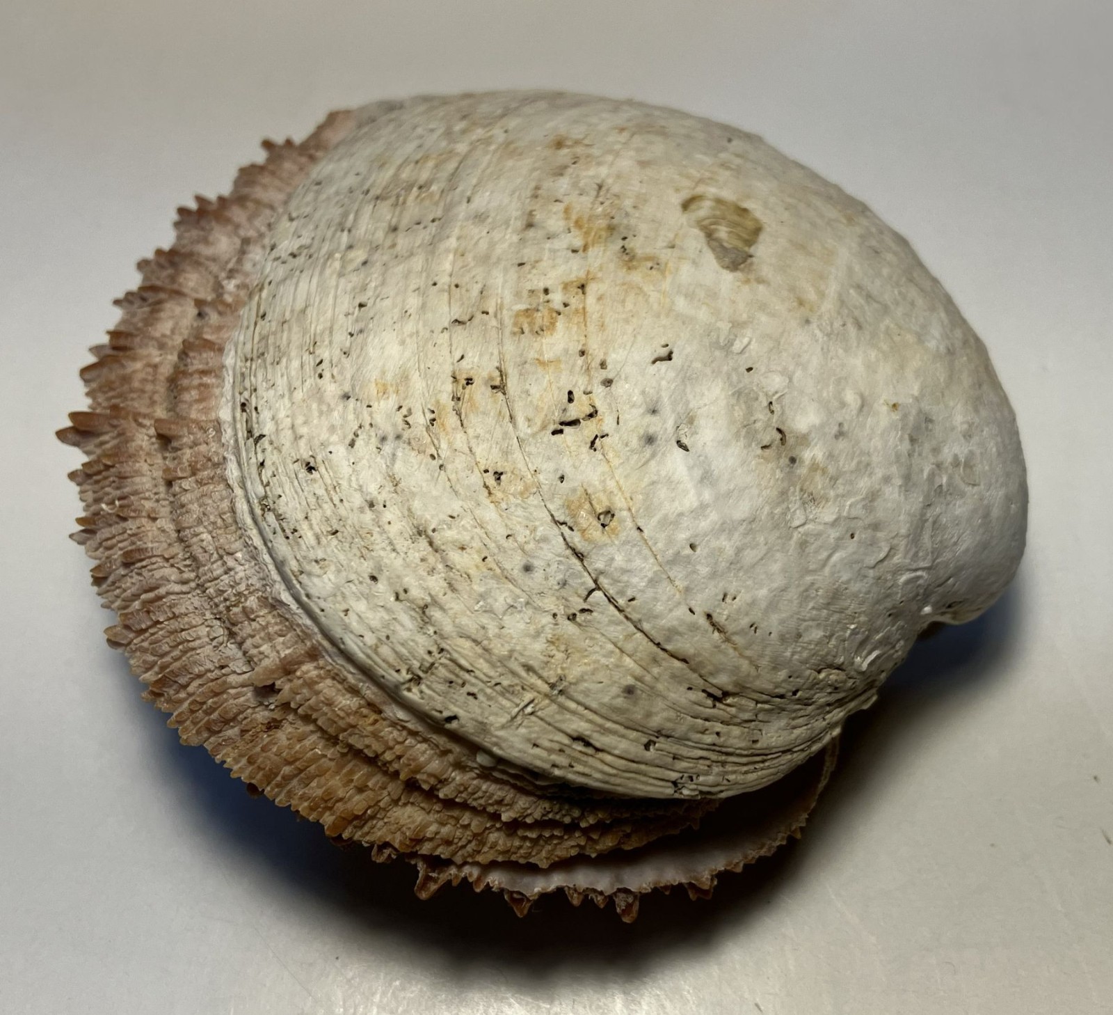 Crassedoma giganteum. Rock Scallop. Collected in SE Alaska. Attached to bivalve.