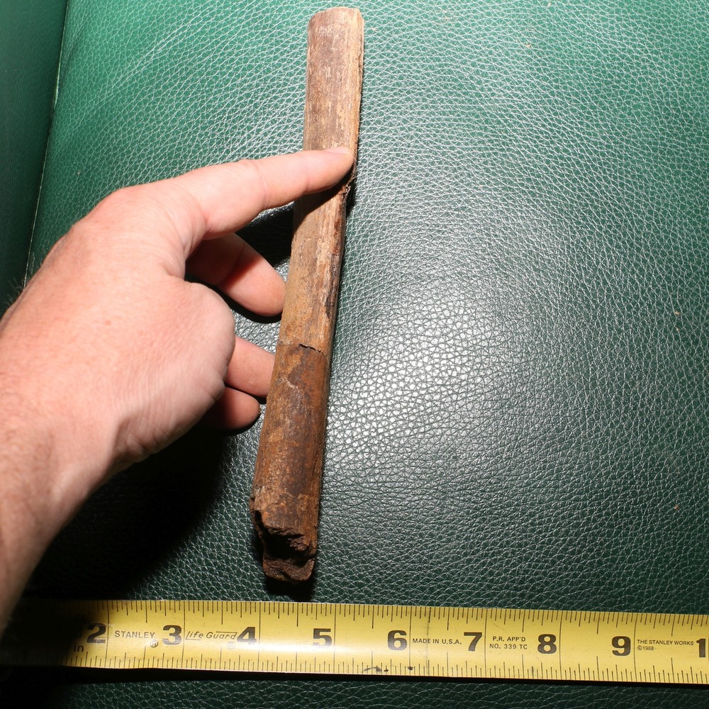 Dinosaur Rib Section Bone Authentic Fossil - Hell Creek Formation BEAUTIFUL