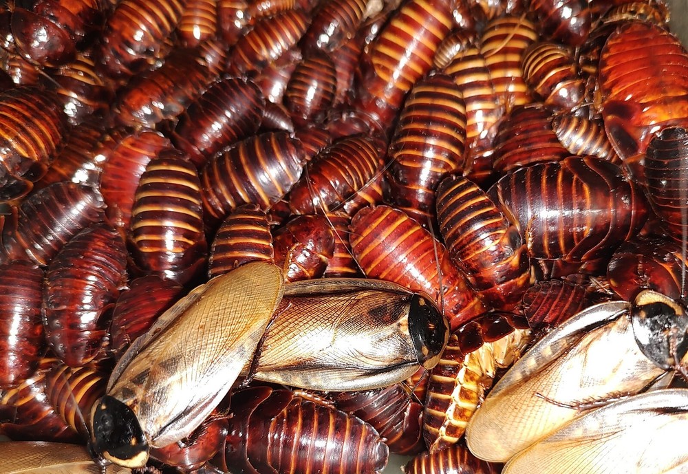Headlamp Roach Nymphs 10+ Eublaberus serranus (Pantanal Roach)