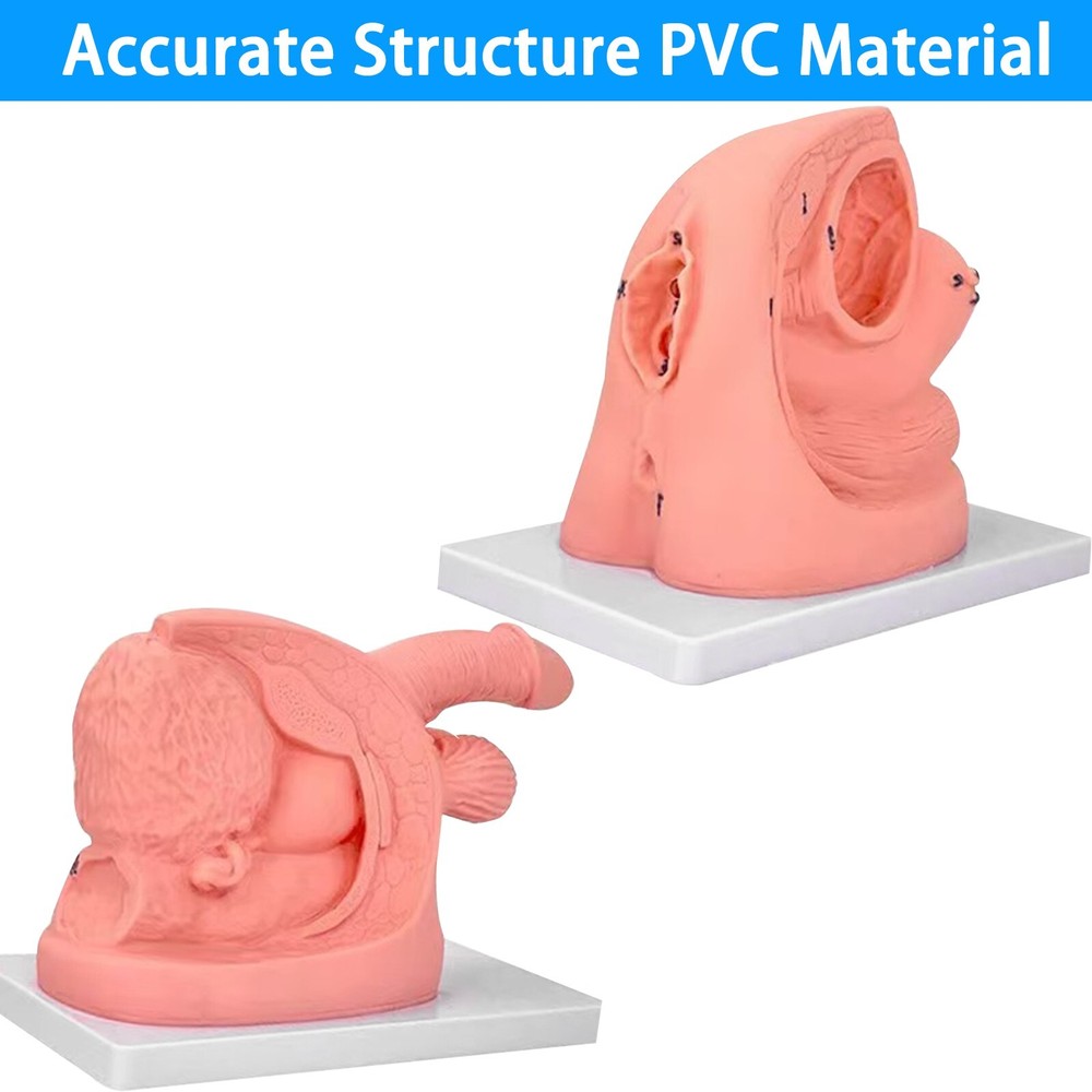 1PC Female Urethral Catheterization Train Simulator Model Medicine Improve Skill