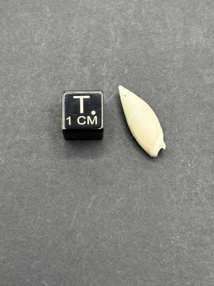 (18) Upper Eocene (Bartonian) Shells from La Chapelle-en-Serval, France