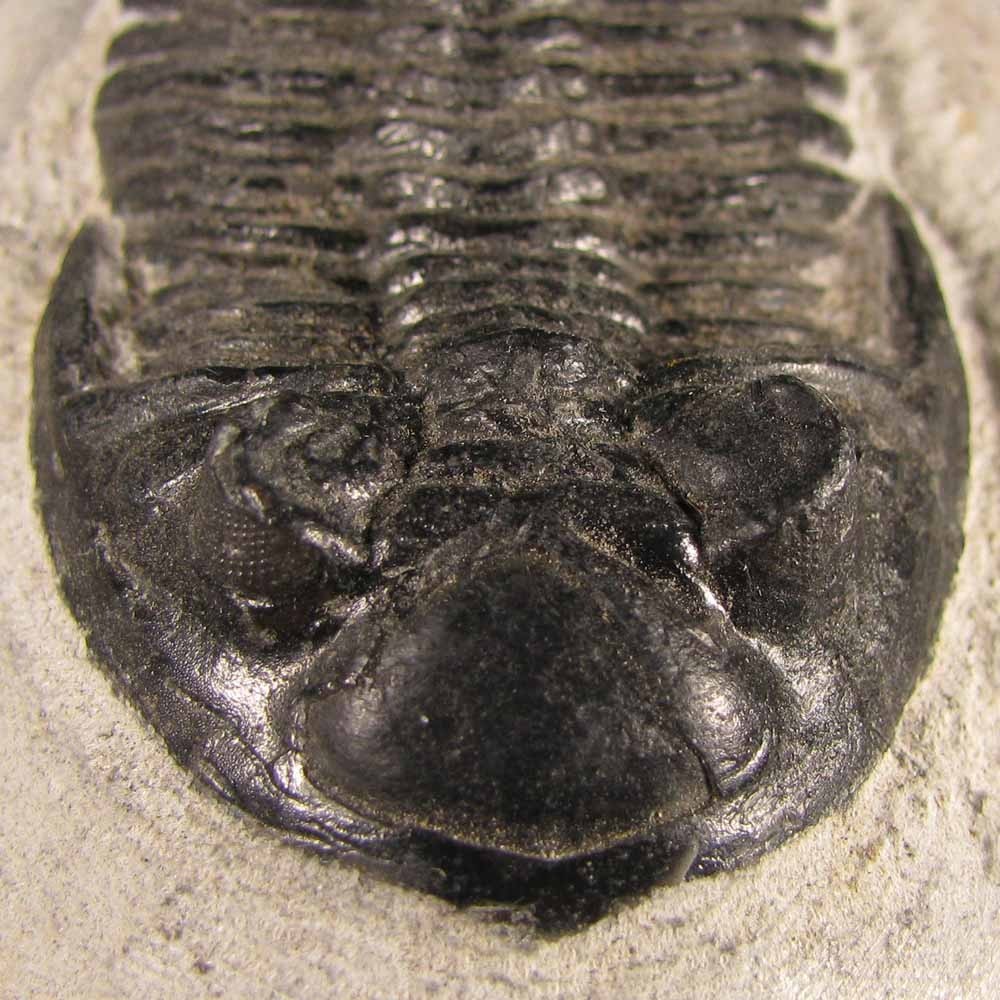 2.5" Hollardops TRILOBITE Fossil on Matrix - Devonian Age - Morocco