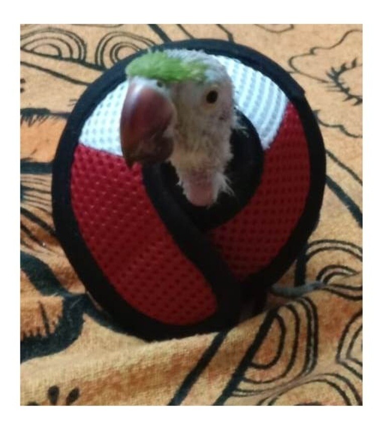 Collar for Parrot - Good