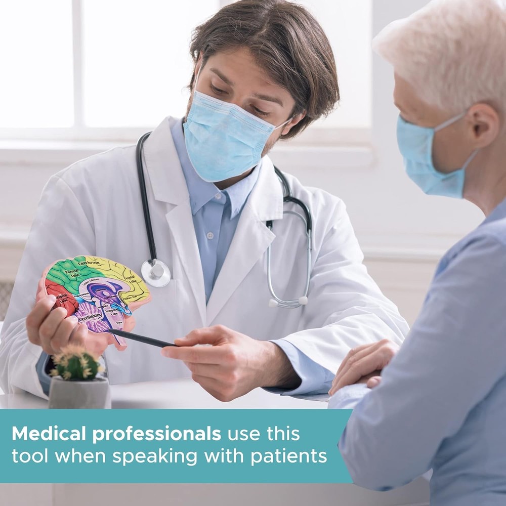 Cross Section Foam Brain Model | Free Stand, Answer Sheet & Digital Worksheet |
