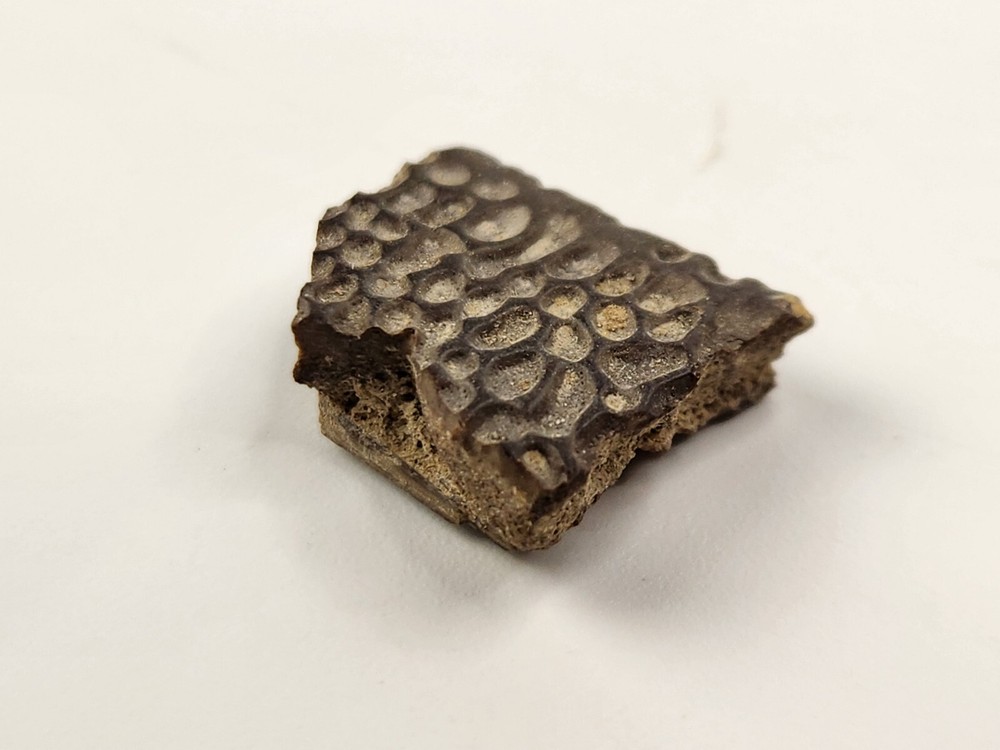 Turtle Shell Fossil - Judith River Fm. - Hill Co., MT