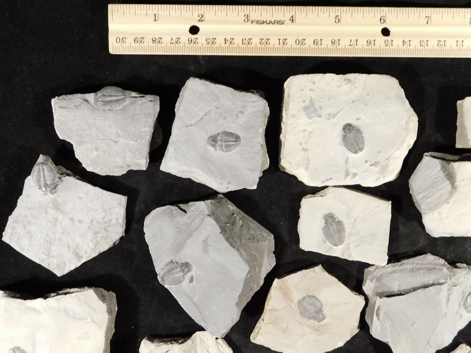 Small 100% Natural Elrathia TRILOBITE Fossil From Cambrian Utah