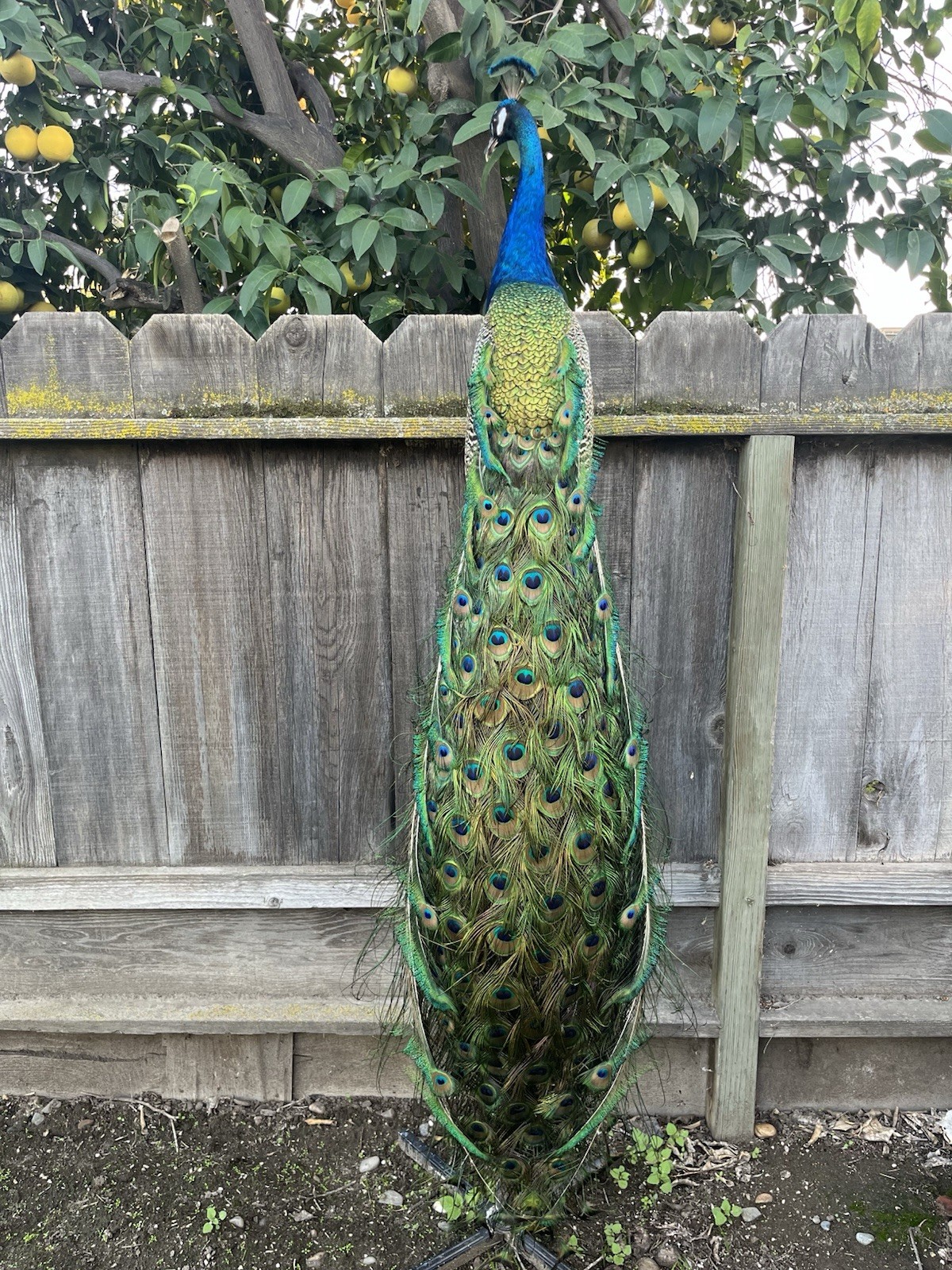 India Blue Real PEACOCK Taxidermy Mount museum quality