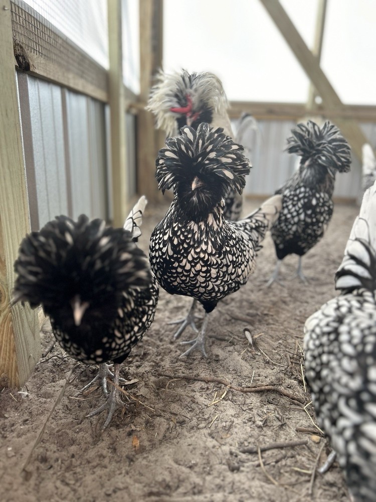 12 TOTAL -pure silver Laced Polish Eggs