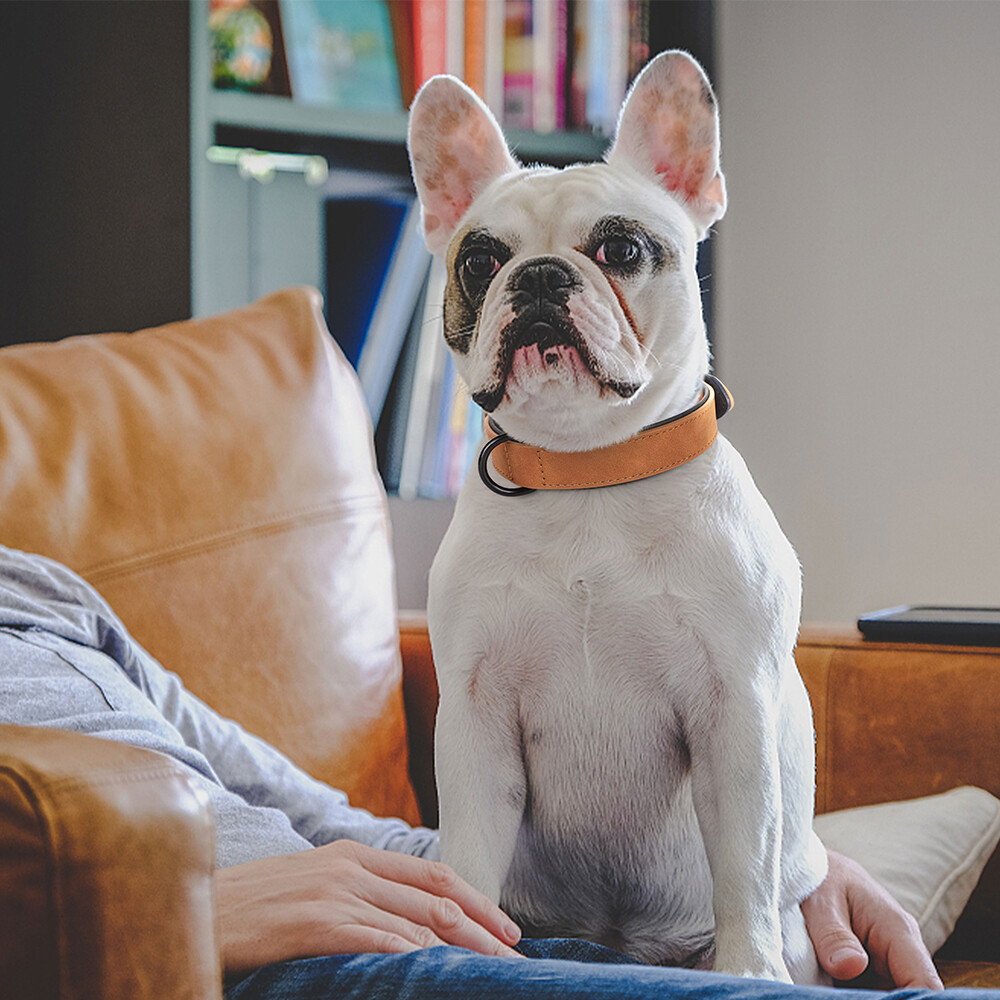 Leather Dog Collar Small Medium Large Soft Padded Adjustable for Pets Durable