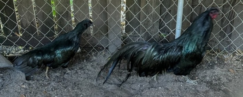 6 Black Sumatra Show quality Hatching Chicken Eggs