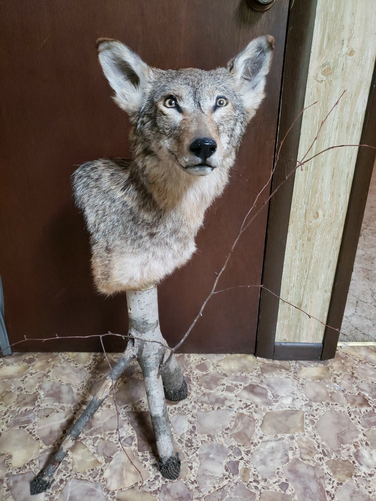 Beautiful Taxidermy Coyote  Pedestal Mount
