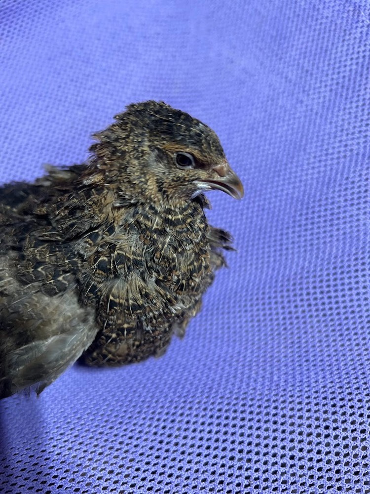 Rosetta 12+ Fertile Hatching Eggs Quail
