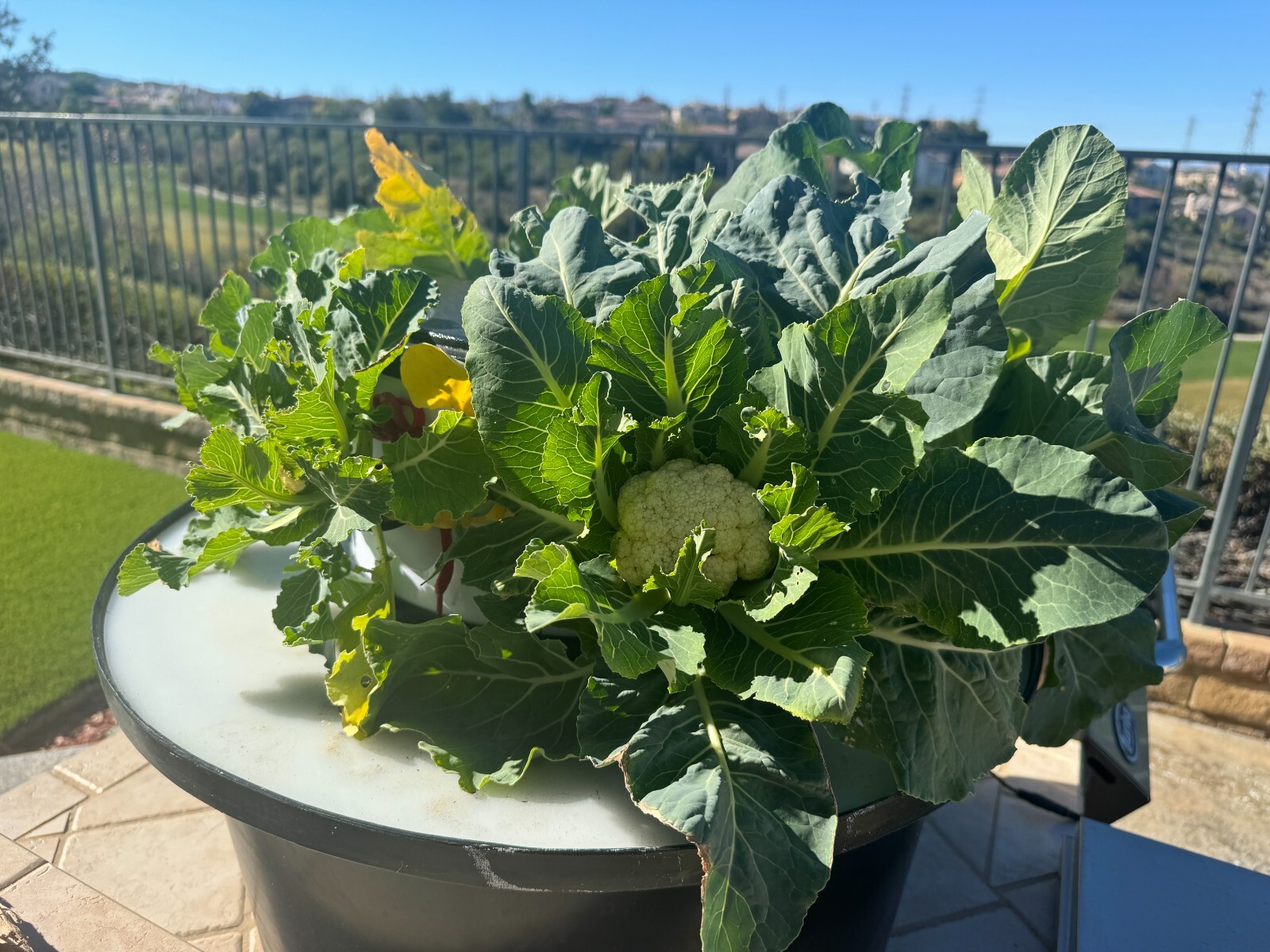 hydroponic vertical tower growing system-2025