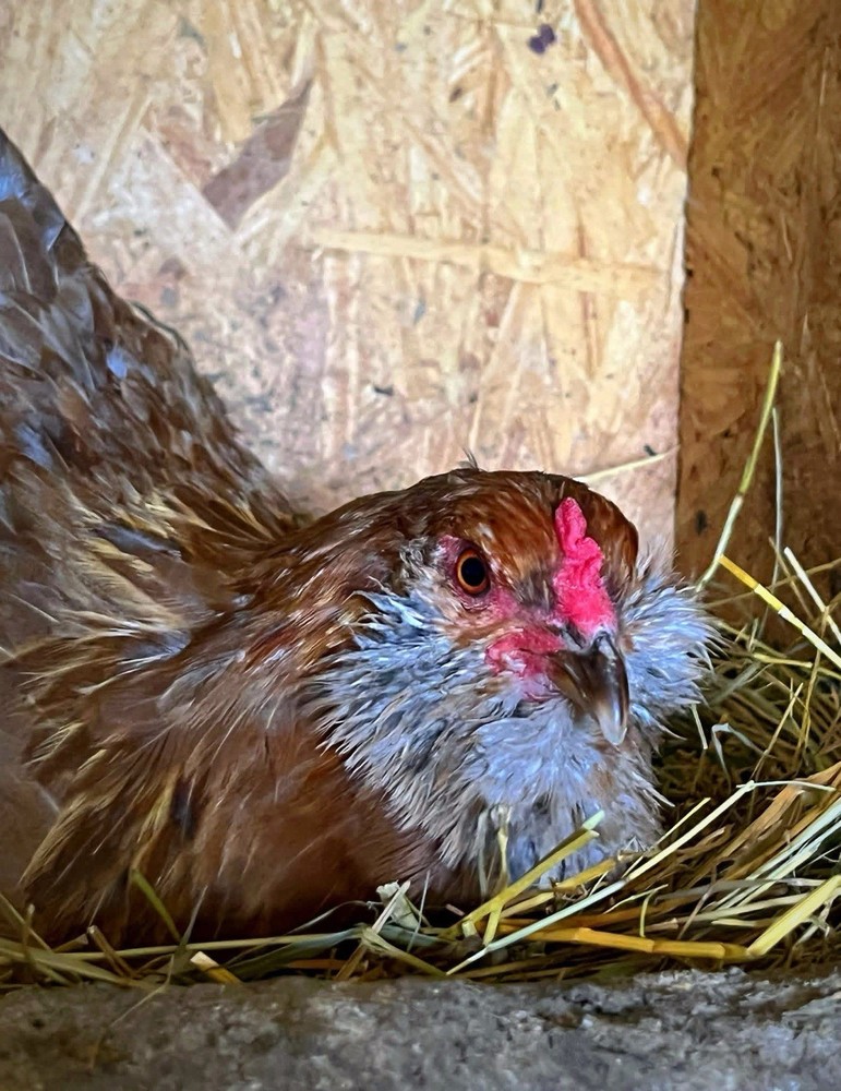 18+ Multi-Generational Olive Egger Hatching Eggs F1-F3