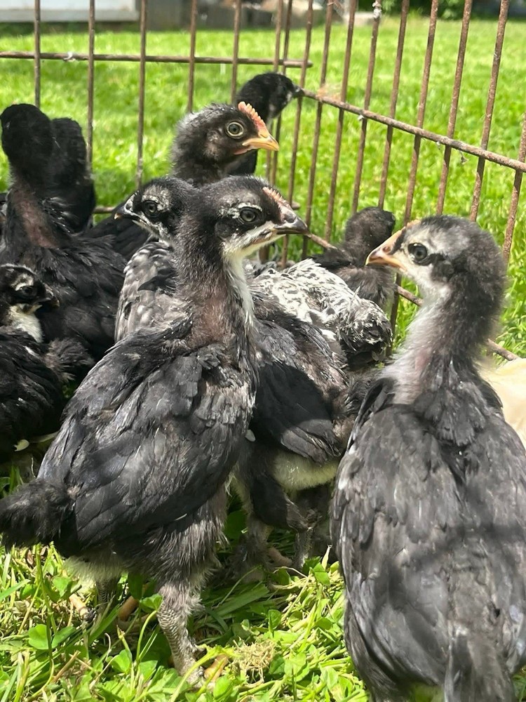18+ Multi-Generational Olive Egger Hatching Eggs F1-F3