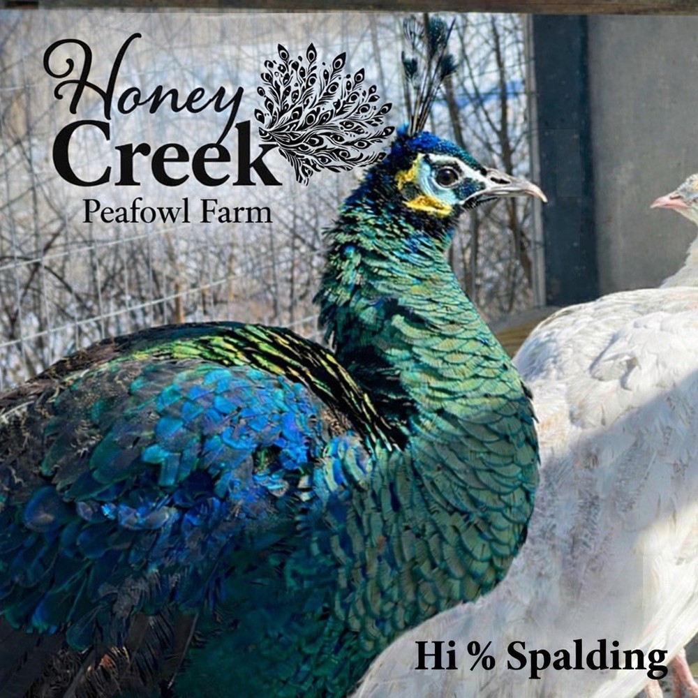 *12* Rare Peafowl Peacock Hatching Egg’s Multiple Color Varieties 🥚✅