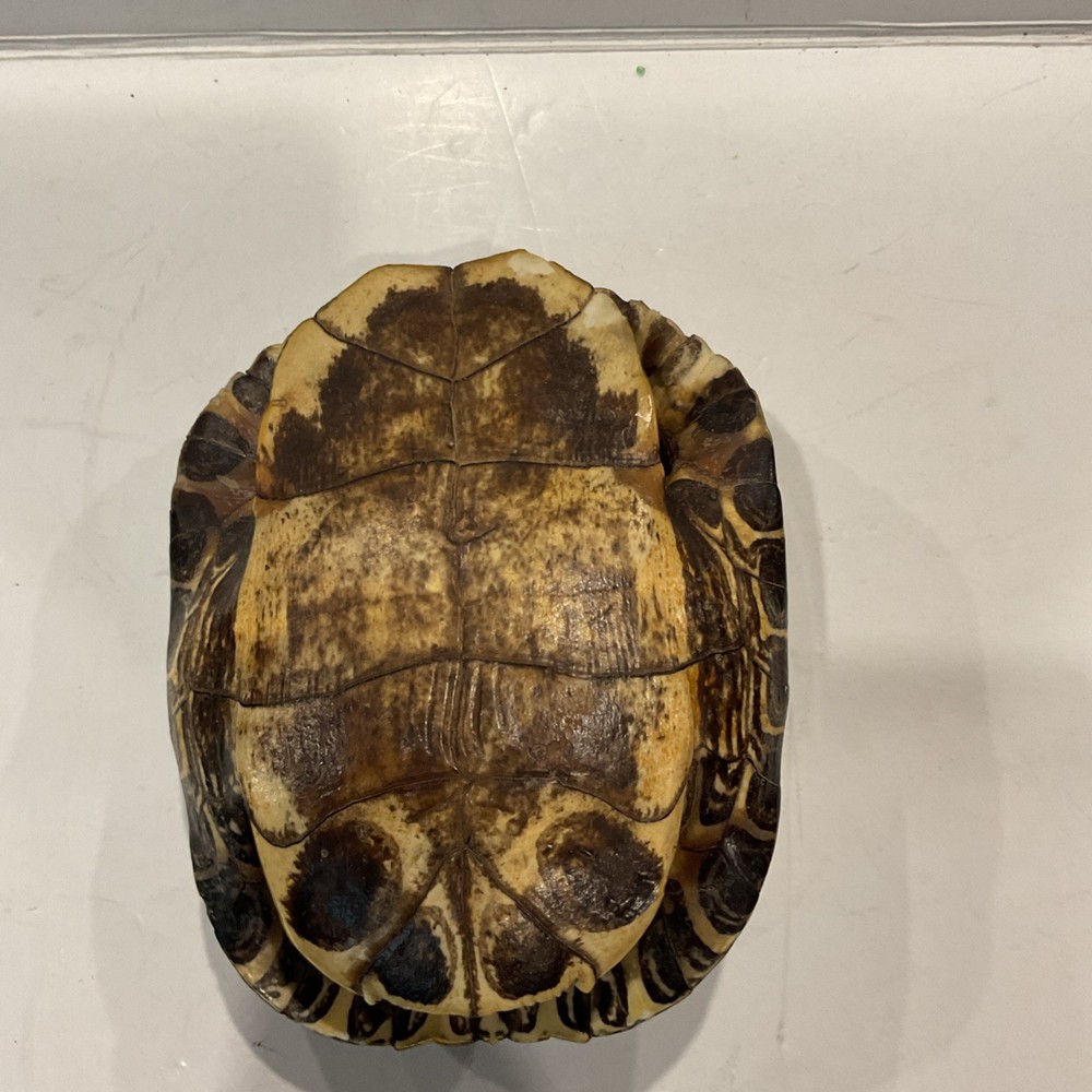 Turtle Shell 7" Decor Pond, Slider, Terrapin