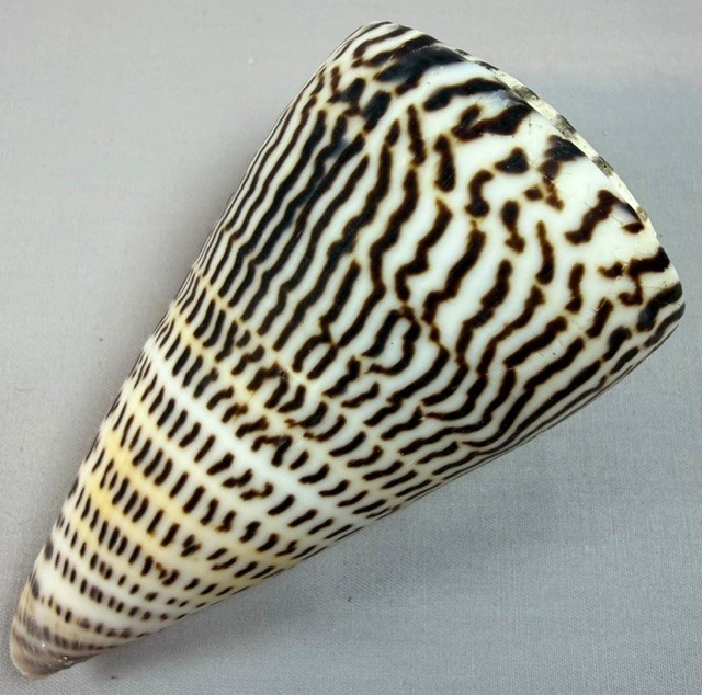 Conus Litteratus 108mm Large Cone Shell Zebra pattern Collector w/data Operculum