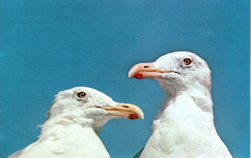 PROFILE - CAPE COD, MA  - PC3641