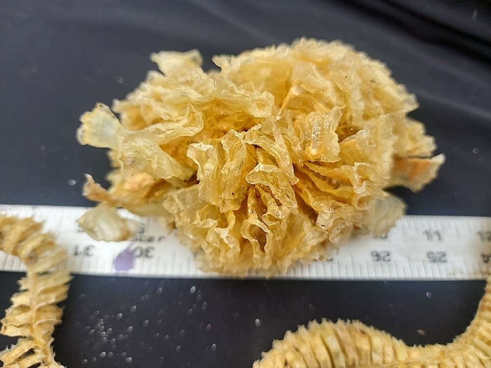 Natural Lightning Whelk Egg Casing Sac Protoconch Shell SeashellFlorida Specemin