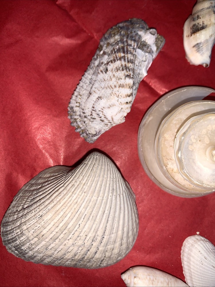 Seashell Lot Various Sizes and Shells Beautiful Selection Craft Beach 10 Shells
