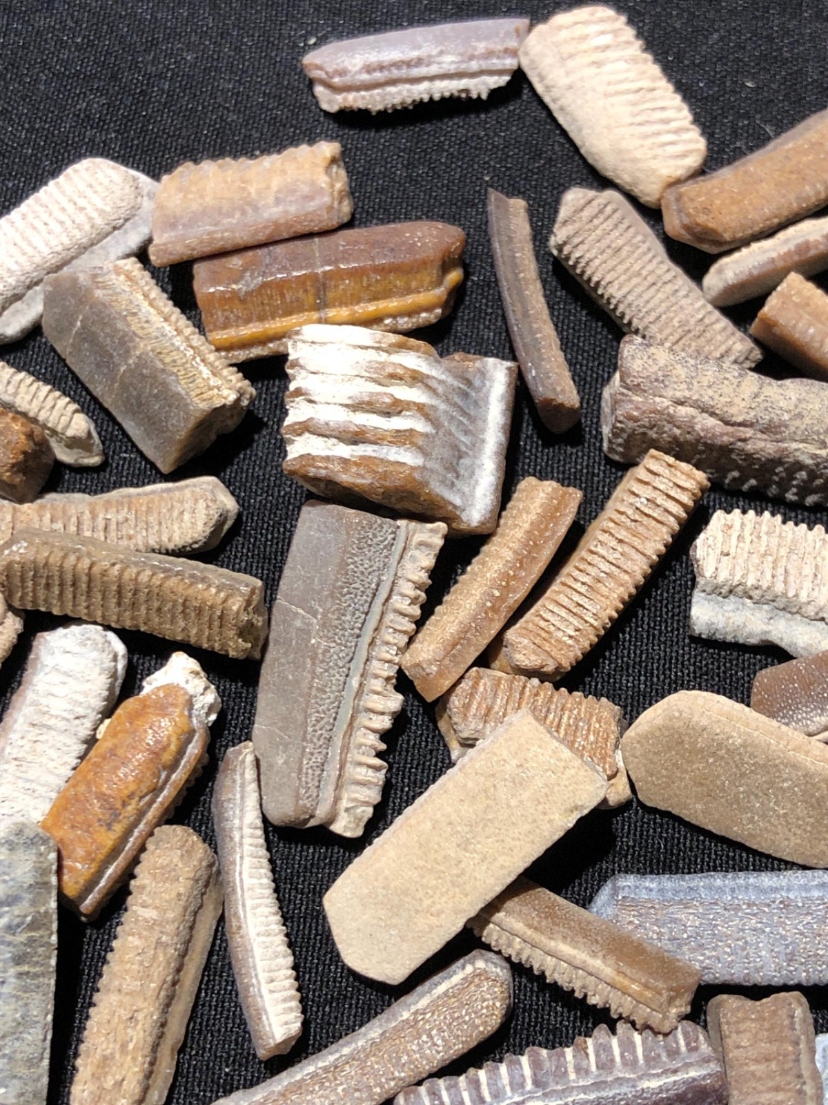 Ancient Fossilized Stingray Teeth - buy as many as you want