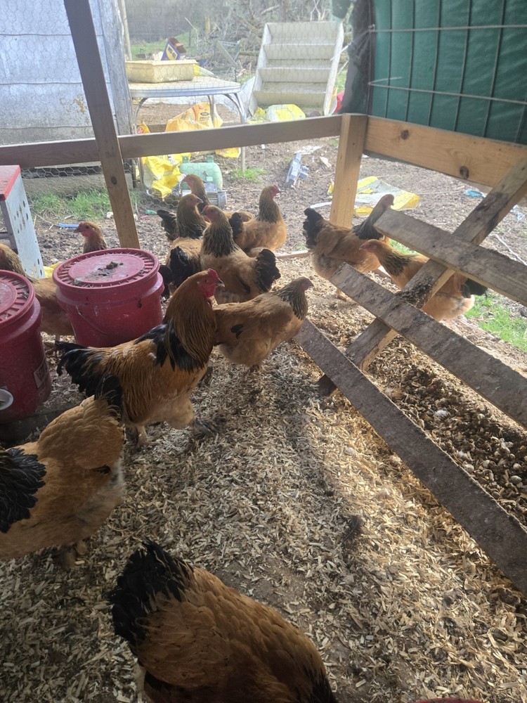 Buff Brahma Hatching Eggs 12 Plus 2 Extra