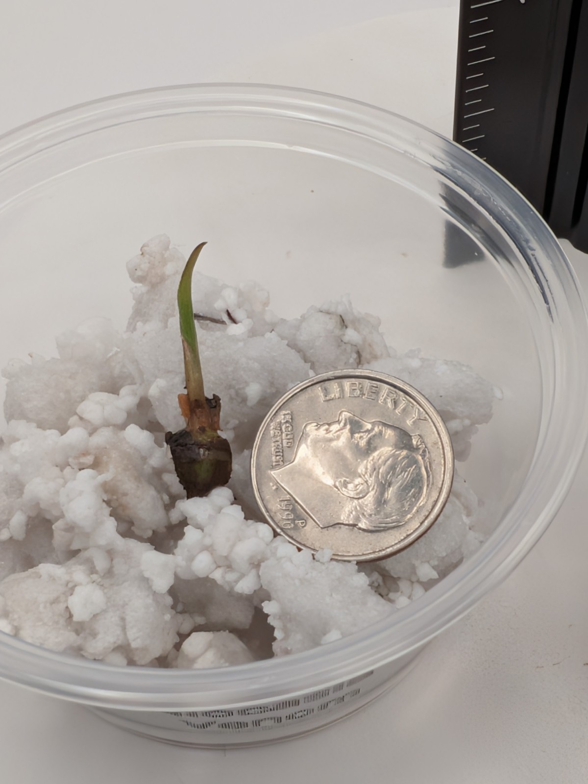 Alocasia Venom- 1x CORM (W/Leaf Emerging, No Roots) 2 Available -Growers Choice