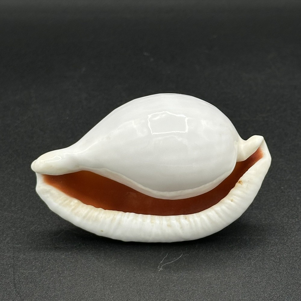 Pretty White Seashell 3 Inches Burnt Orange Inside