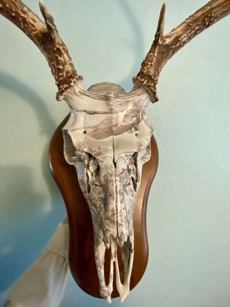 European Mule Deer 3 Point Wall Mount