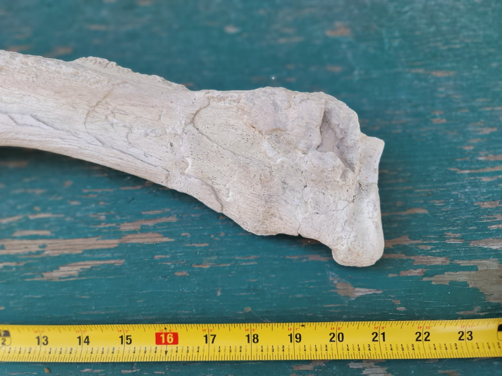 Titanothere Brontothere matched Radius and Ulna large leg bones complete example